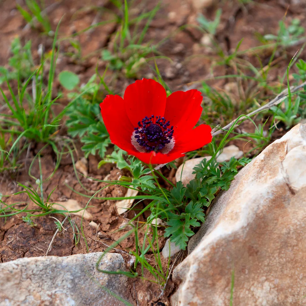 A single scarlet Anemone coronaria growing from limestone