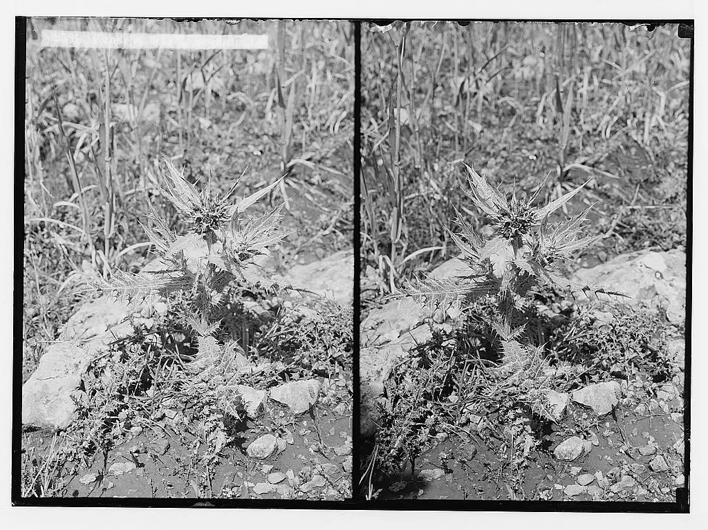 Glass-plate photograph of Gundelia tournefortii from about 1900