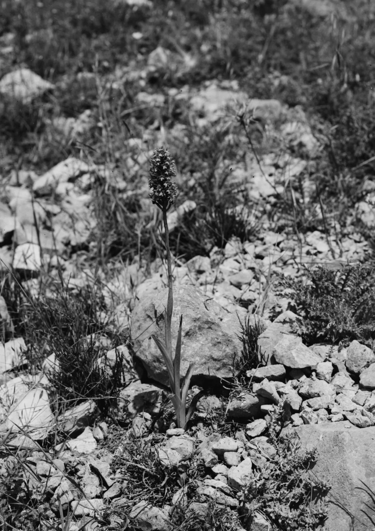 Glass-plate photograph from about 1900 of a single orchid spike growing among limestone rubble on a hillside
