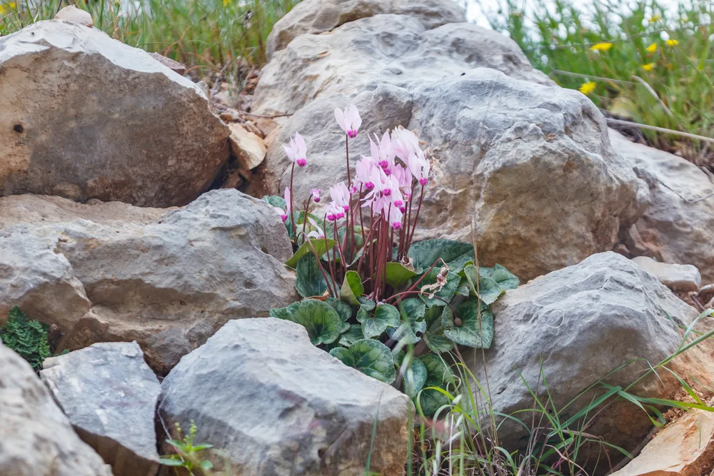 Wild Cyclamen persicum growing from a limestone crevice