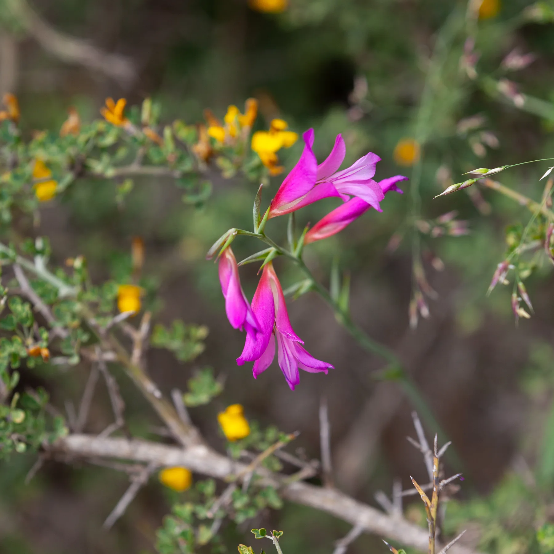 Magenta wild gladiolus flowers among the grey branches and small yellow flowers of a thorny shrub