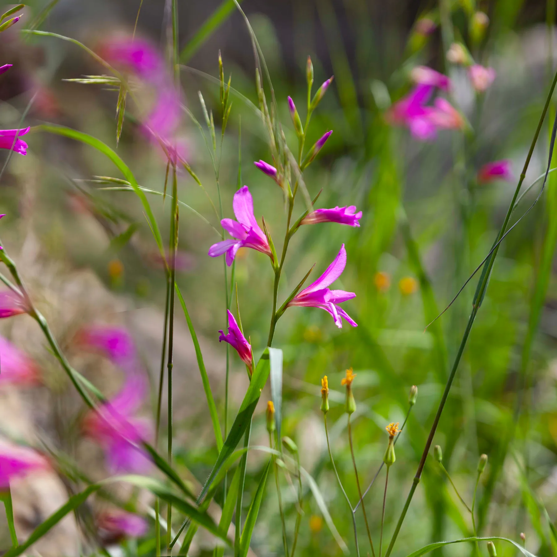 Wild gladiolus in flower: magenta blooms in a one-sided spike, standing among grasses and cereal stems