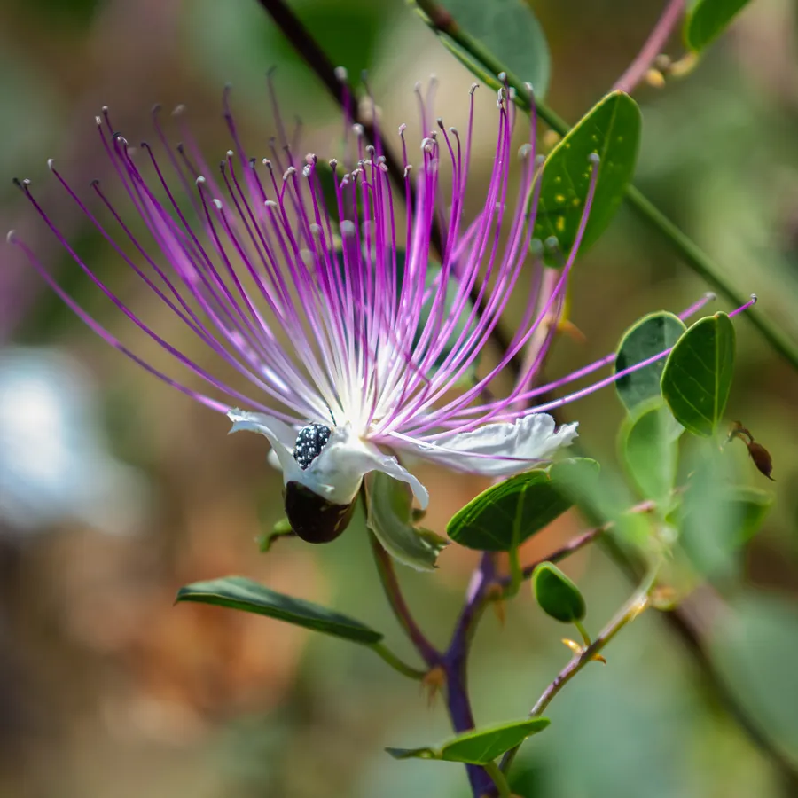 A caper flower with four white petals and a wide brush of purple stamens