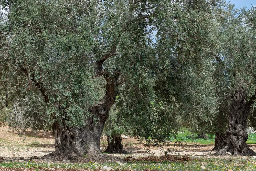 Ancient olive trees with hollowed trunks in a grove