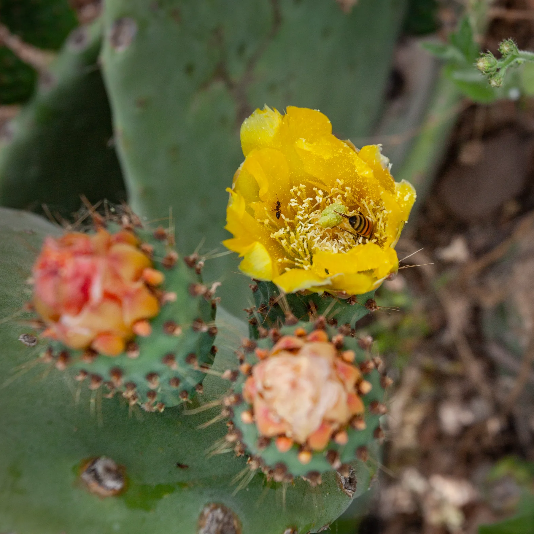 A prickly pear pad bearing a yellow flower with a bee inside it and two ripening fruits
