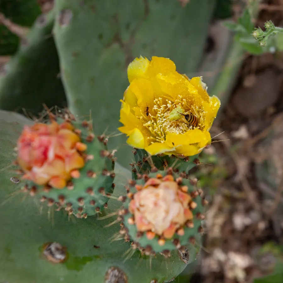 A prickly pear pad with a yellow flower and ripening fruit