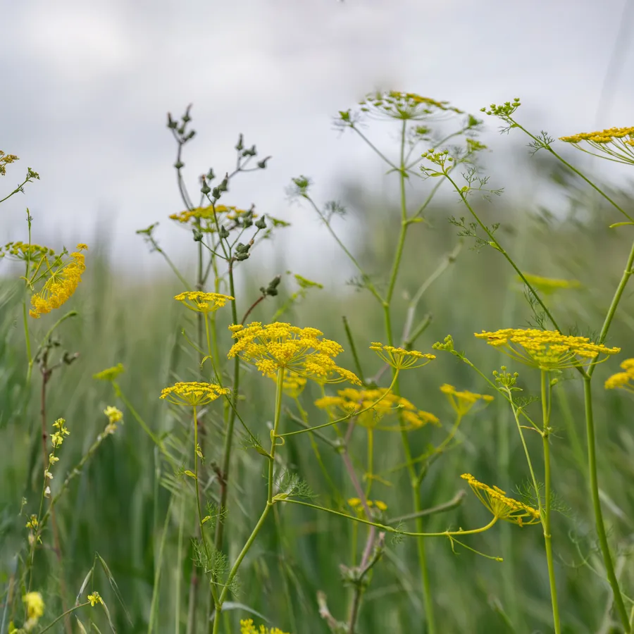Wild fennel in yellow flower in a field
